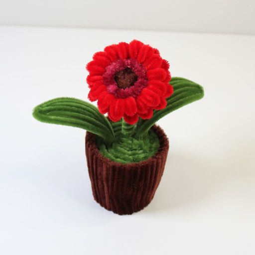 Gerbera v květináči